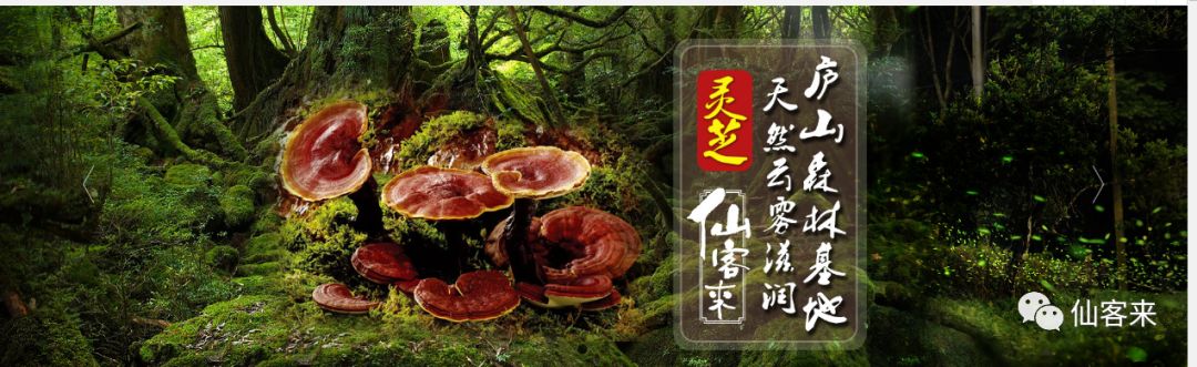 杭州亞運會官方靈芝產品供應商|杭州亞運會官方供應商|中國靈芝十大品牌|仙客來靈芝|仙客來靈芝破壁孢子粉|仙客來孢子油|仙客來靈芝飲片|仙客來破壁孢子粉|靈芝孢子油|孢子粉|靈芝破壁孢子粉|靈芝|中華老字號