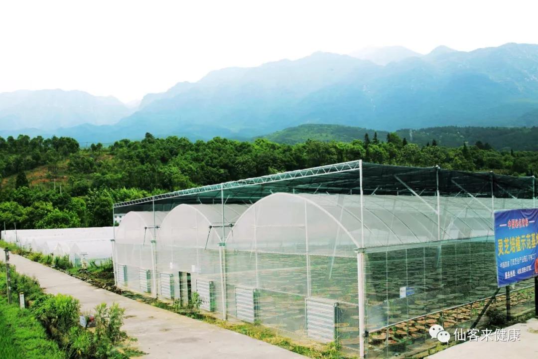 中國靈芝十大品牌|仙客來靈芝|仙客來靈芝破壁孢子粉|仙客來孢子油|仙客來靈芝飲片|仙客來破壁孢子粉|仙客來靈芝中藥飲片|馳名商標(biāo)|www.brideabi.com|