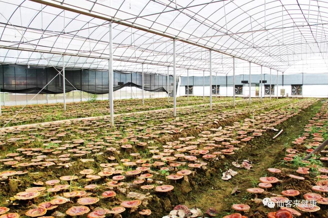 中國靈芝十大品牌|仙客來靈芝|仙客來靈芝破壁孢子粉|仙客來孢子油|仙客來靈芝飲片|仙客來破壁孢子粉|仙客來靈芝中藥飲片|馳名商標(biāo)|www.brideabi.com|