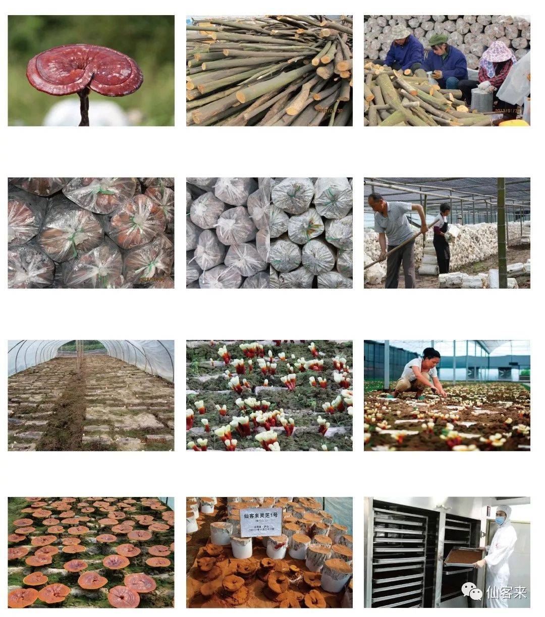 中國靈芝十大品牌|仙客來靈芝|仙客來靈芝破壁孢子粉|仙客來孢子油|仙客來靈芝飲片|仙客來破壁孢子粉|仙客來靈芝中藥飲片|馳名商標(biāo)|www.brideabi.com|