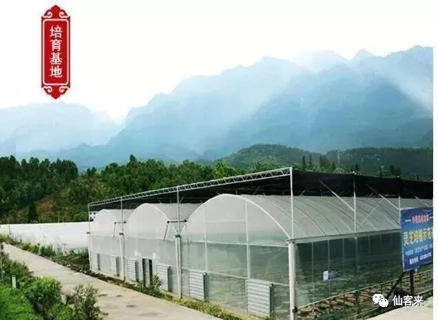 中國靈芝十大品牌|仙客來靈芝|仙客來靈芝破壁孢子粉|仙客來孢子油|仙客來靈芝飲片|仙客來破壁孢子粉|仙客來靈芝中藥飲片|馳名商標|www.brideabi.com|