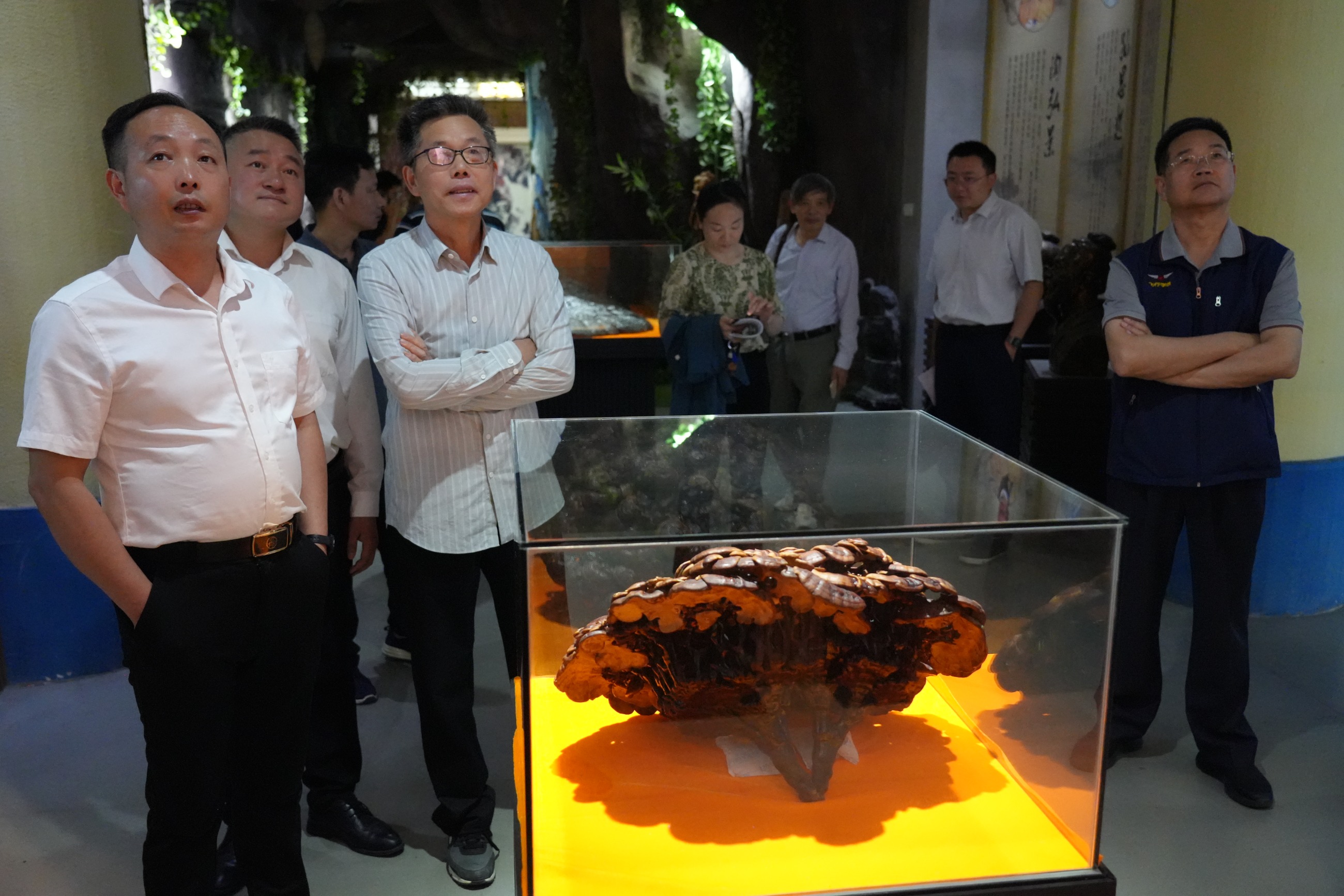 杭州亞運會官方靈芝產(chǎn)品供應(yīng)商|杭州亞運會官方供應(yīng)商|中國靈芝十大品牌|仙客來靈芝|仙客來靈芝破壁孢子粉|仙客來孢子油|仙客來靈芝飲片|仙客來破壁孢子粉|靈芝孢子油|孢子粉|靈芝破壁孢子粉|靈芝|中華老字號