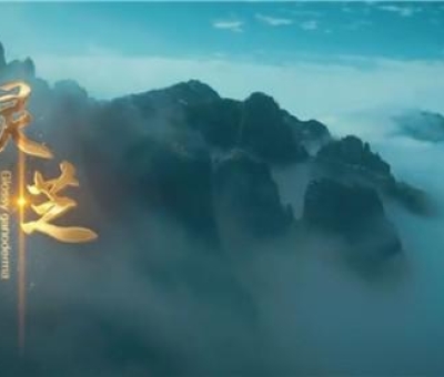 中國(guó)音樂家協(xié)會(huì)創(chuàng)作的中華中藥草系列兒歌之《靈芝》新鮮出爐