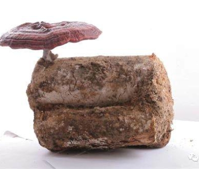 2020全國兩會特別報(bào)道：關(guān)于新冠疫情，看名醫(yī)、人大代表和政協(xié)委員如何說？