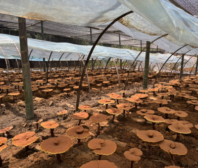 共同見證！首屆靈芝日慶典暨仙客來與北京大學(xué)醫(yī)學(xué)部科研成果發(fā)布會(huì)舉行