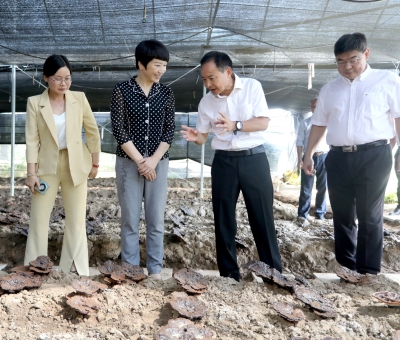 江西省委常委、宣傳部部長(zhǎng)盧小青深入廬山市通書院村靈芝基地調(diào)研